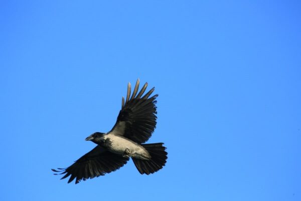 A dolmányos varjú, Corvus cornix.
