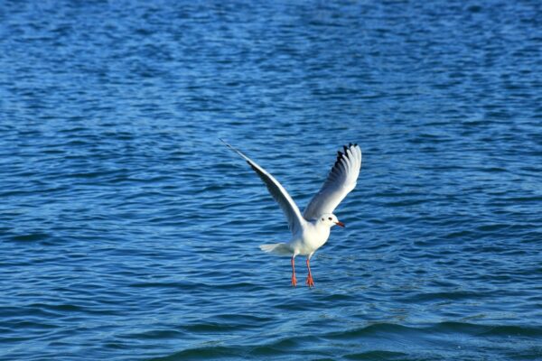 Halra vadászó - ritkán előforduló -vékony csőrű sirály (larus-genei).