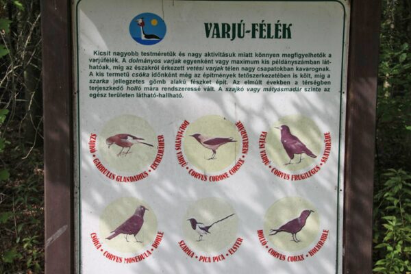 A varjúfélék ismertetője. Csókákkal ritkán találkozni errefelé.