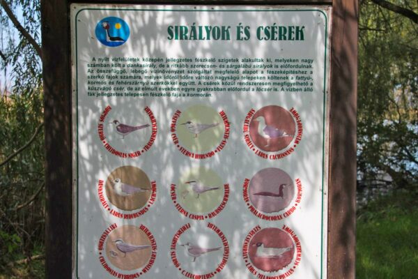 Tábla a sirályokról és a csérekről.