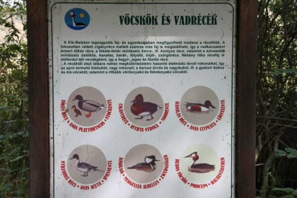A vöcskök és vadrécék bemutató tábla.