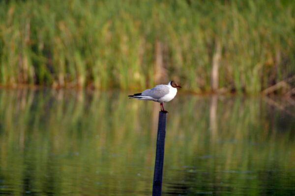 Pihenőt tart a dankasirály (chroicocephalus ridibundus)