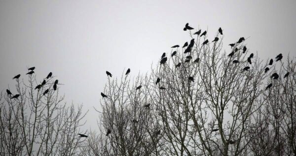Éjszaka összesereglett, hangoskodó vetési varjak (Corvus frugilegus).